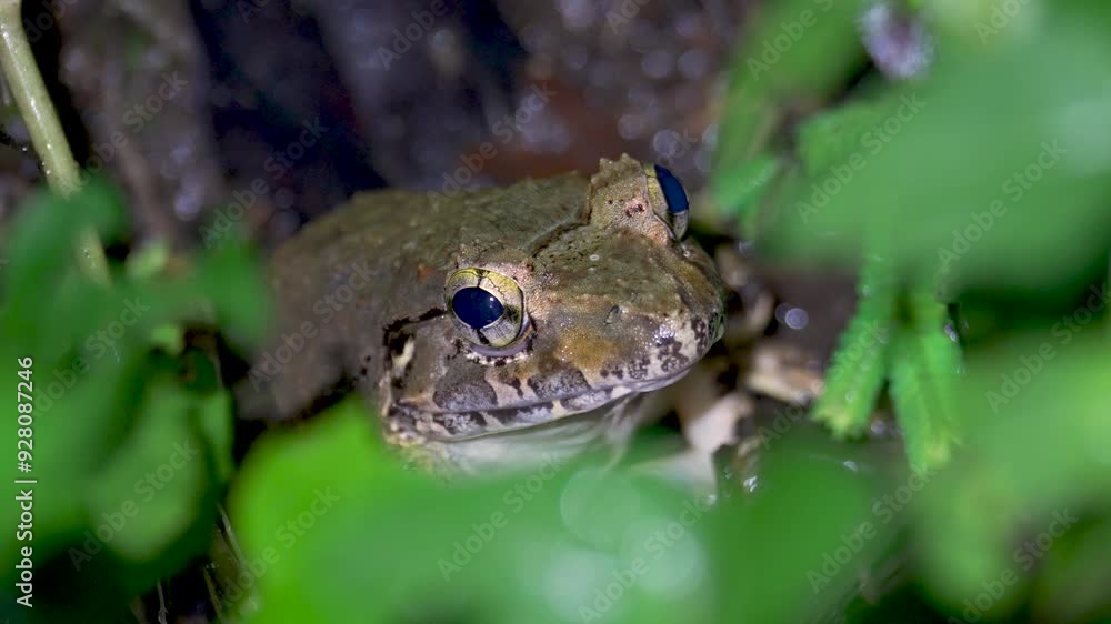 Giant River Frog (Limnonectes leporinus) hiding in the grass. Close up Asian Grass Frog (Fejervarya limnocharis) in tropical jungle rainforest, Malaysia Giant River Frog (Limnonectes leporinus) hiding in the grass. Close up Asian Grass Frog (Fejervarya limnocharis) in tropical jungle rainforest, Malaysia