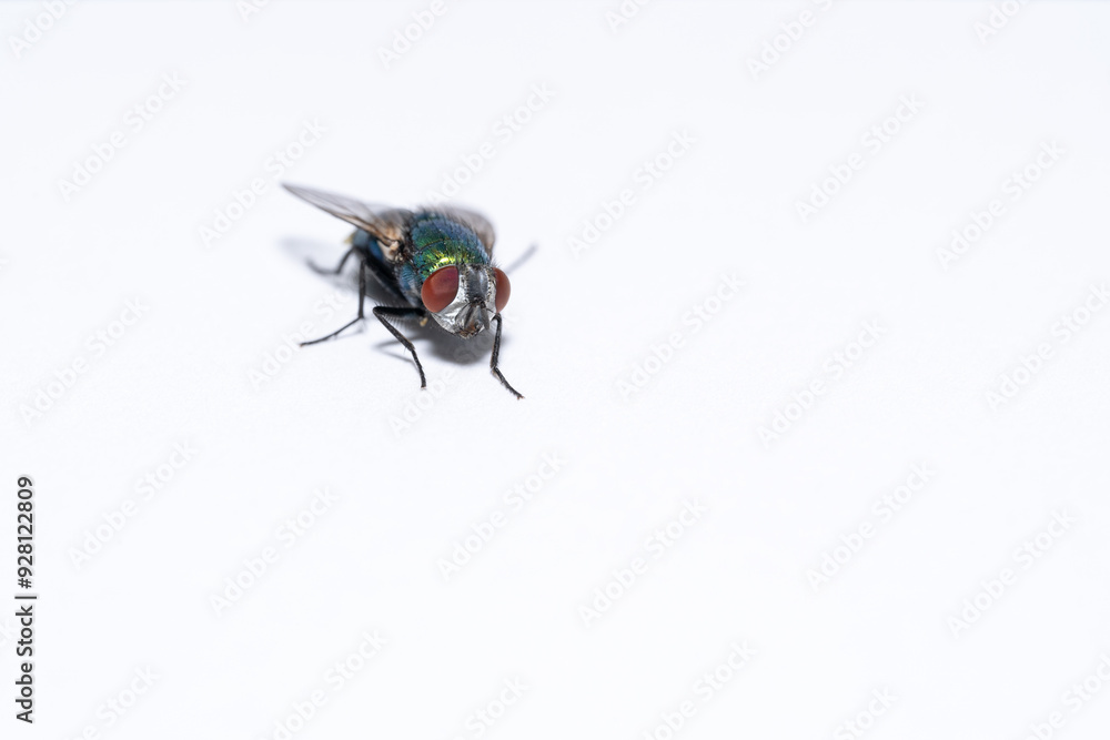 Detailed fly on a white background Detailed fly on a white background