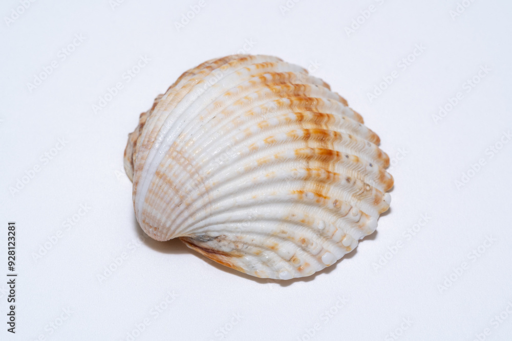 Sea shell close up on white background Sea shell close up on white background