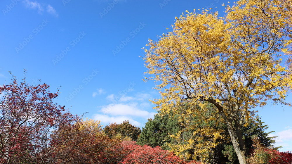 Autumn Fall October in Canada maple leaves trees yellow red green colorful Autumn Fall October in Canada maple leaves trees yellow red green colorful
