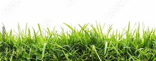 Lush Green Grass Blades Against a White Background