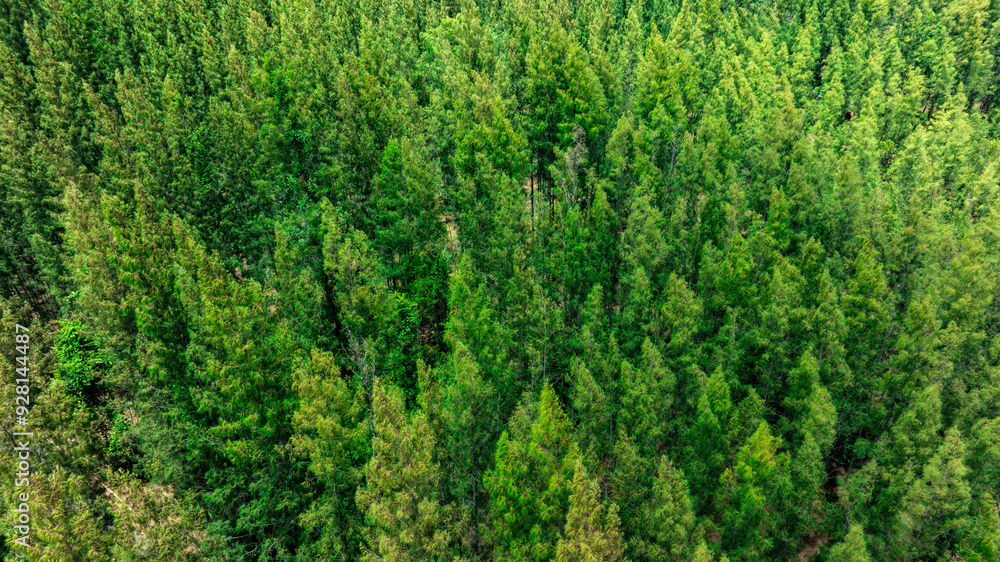 aerial view of dark green forest Abundant natural ecosystems of rainforest. Concept of nature forest preservation and reforestation.
aerial view of dark green forest Abundant natural ecosystems of rainforest. Concept of nature forest preservation and reforestation.
