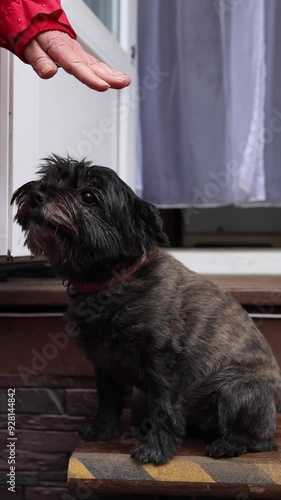 Woman petting cute cairn terrier sitting on a porch. Small black dog looking up. Shorthaired pet and human. Domestic animal outdoor