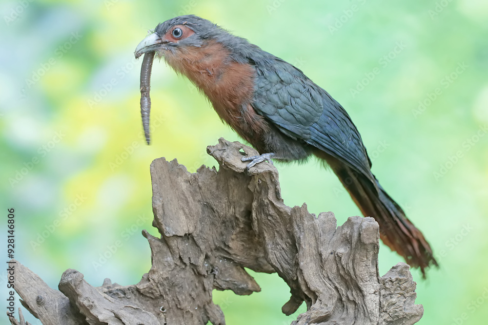 Fototapeta premium A young chestnut-breasted malkoha is preying on a grasshopper. This beautifully colored bird has the scientific name Phaenicophaeus curvirostris.