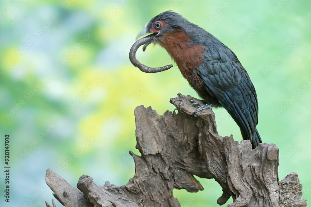 A young chestnut-breasted malkoha is preying on a large earthworm. This beautifully colored bird has the scientific name Phaenicophaeus curvirostris. A young chestnut-breasted malkoha is preying on a large earthworm. This beautifully colored bird has the scientific name Phaenicophaeus curvirostris.