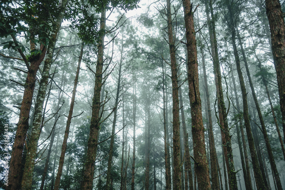 Fototapeta premium Tropical rain forest and fog background