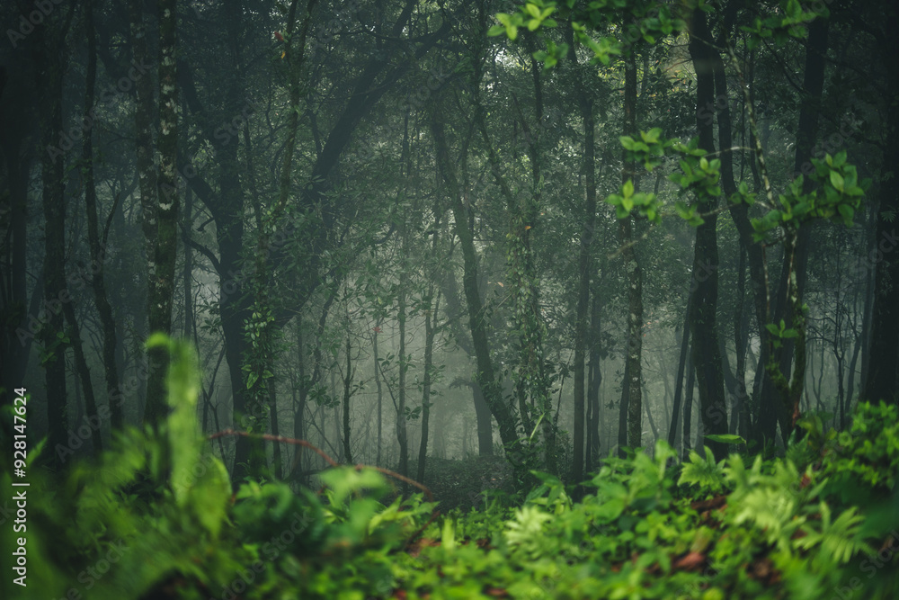 Fototapeta premium Tropical rain forest and fog background