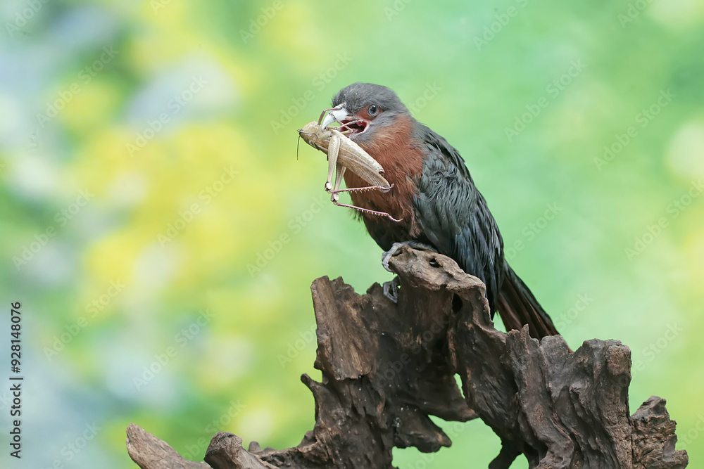 A young chestnut-breasted malkoha is preying on a grasshopper. This beautifully colored bird has the scientific name Phaenicophaeus curvirostris. A young chestnut-breasted malkoha is preying on a grasshopper. This beautifully colored bird has the scientific name Phaenicophaeus curvirostris.