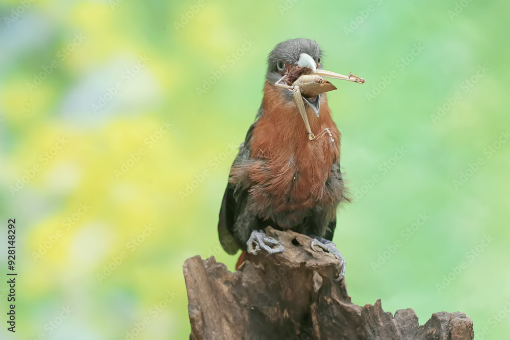 Fototapeta premium A young chestnut-breasted malkoha is preying on a grasshopper. This beautifully colored bird has the scientific name Phaenicophaeus curvirostris.