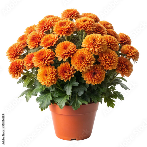 Png orange chrysanthemum flower in a pot
