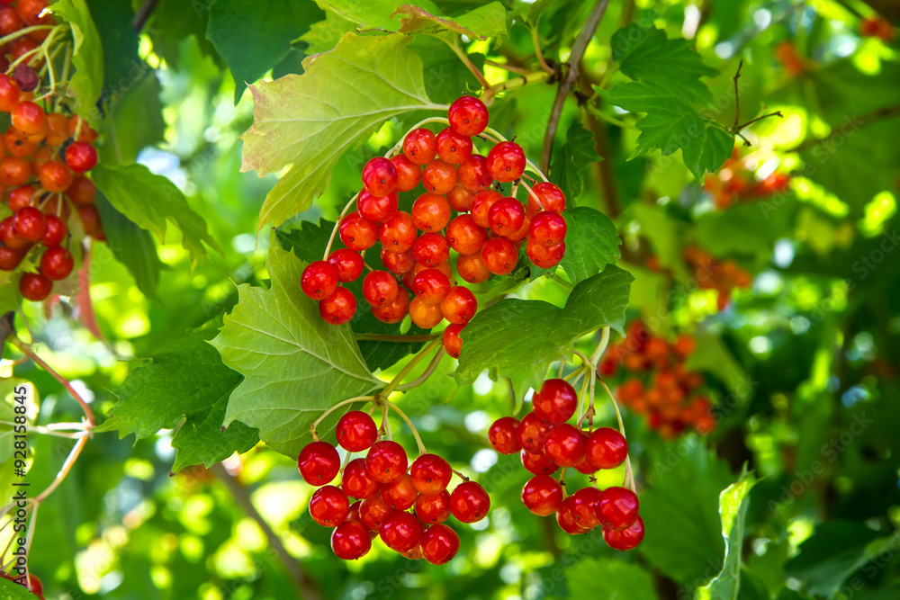 Viburnum berries on a branch. A ripening bush of viburnum. Red viburnum berries close-up. Viburnum berries on a branch. A ripening bush of viburnum. Red viburnum berries close-up.
