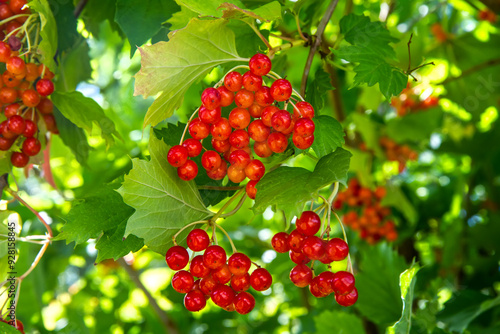 Viburnum berries on a branch. A ripening bush of viburnum. Red viburnum berries close-up. photo