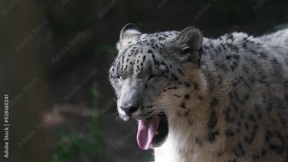 Snow Leopard yawning and showing teeth, then looking around while licking lips. Snow Leopard yawning and showing teeth, then looking around while licking lips.