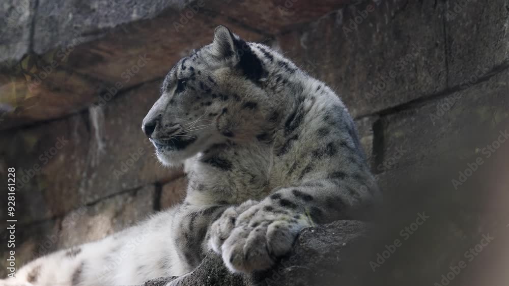 Snow Leopard resting on rocks, side profile of face, looking out into distance. Snow Leopard resting on rocks, side profile of face, looking out into distance.
