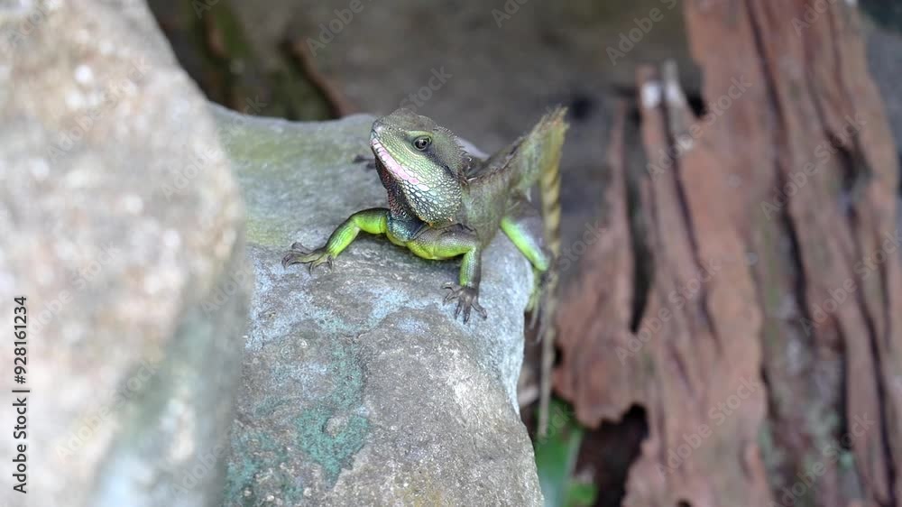 A male Chinese Water Dragon or Physignathus cocincinus, on a rock, with a tree stump in the background Entopia, Penang Malaysia. A male Chinese Water Dragon or Physignathus cocincinus, on a rock, with a tree stump in the background Entopia, Penang Malaysia.