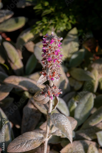 Inflorescence with small purple flowers. Elegant purple flowers of an ornamental plant.