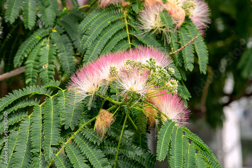 Flowering tree Albizia Lankaran in the city park. It is used as an ornamental plant in gardens and parks. Albizia Lankaran, blooming in close-up. Lilac flowers and green leaves of albizia Lankaran.
