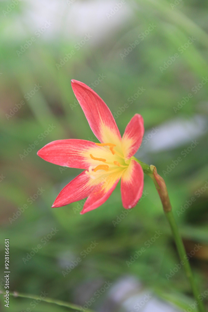 Fototapeta premium Red clay lotus or Thai lily