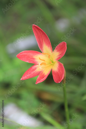 Red clay lotus or Thai lily