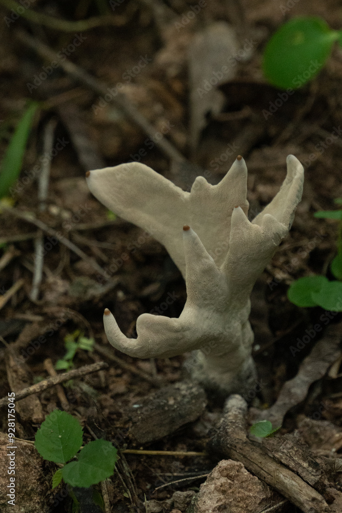 Naklejka premium hongos