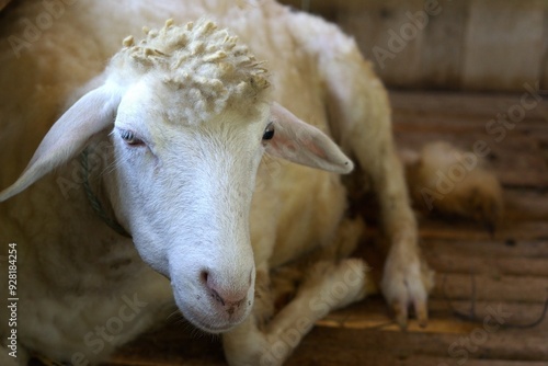 close up of a white goat in a cage, farm and cattle  photo