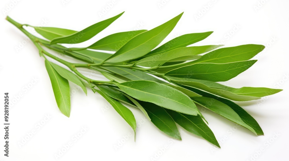 elongated tea tree leaf elongated tea tree leaf