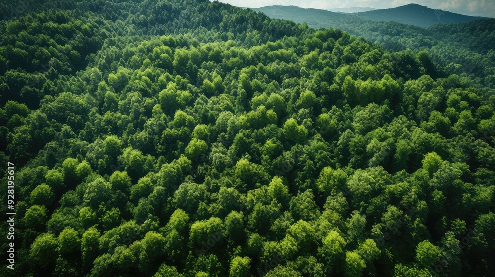 Obraz premium greenery trees aerial