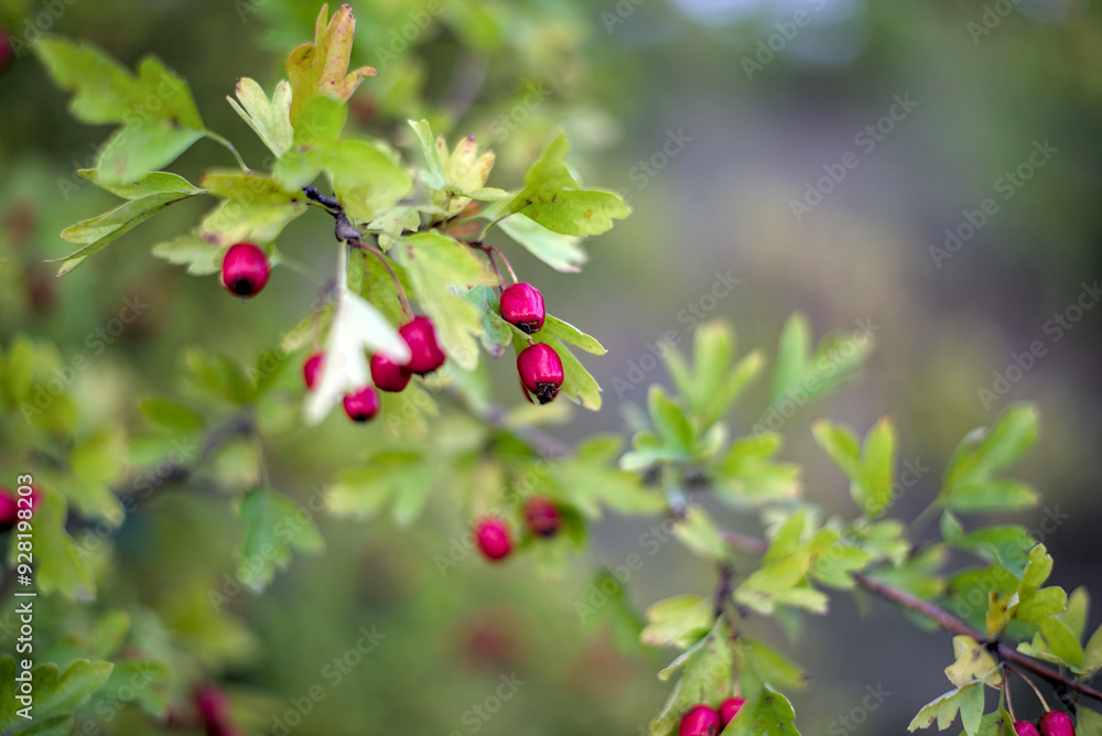 Hawthorn with red fruits . Natural beautiful background. Hawthorn with red fruits . Natural beautiful background.