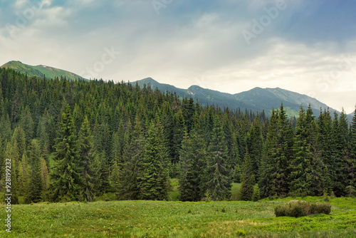 A coniferous green forest at the foot of the mountain on a pasty, summer day