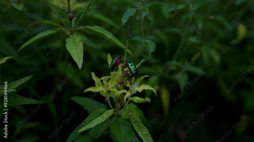 Two beautiful bug seating on grass Two beautiful bug seating on grass