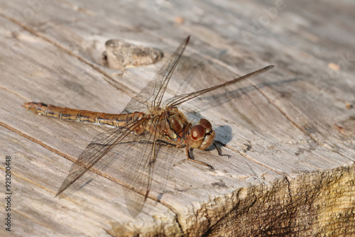 Vagrant darter photo