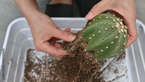 Woman removing an old soil from Astrophytum asterias cactus before repotting to new pot. Repotting refreshes the nutrients in the soil. photo