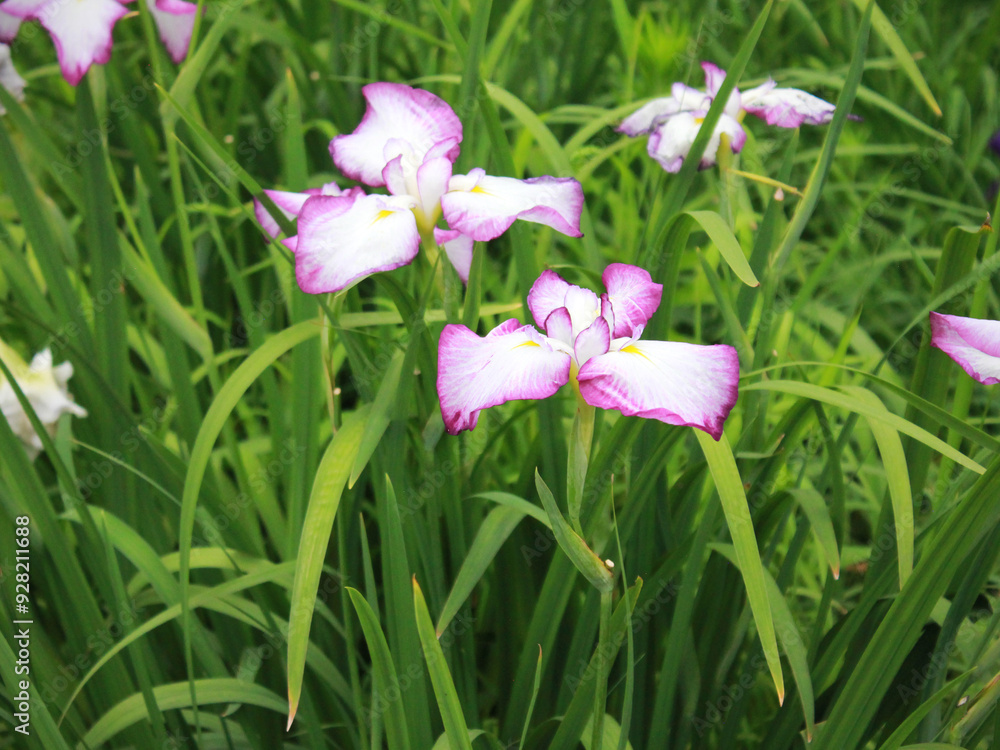 花菖蒲 アヤメ 花菖蒲 アヤメ