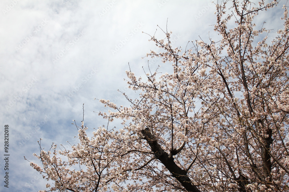 桜の花　ソメイヨシノ