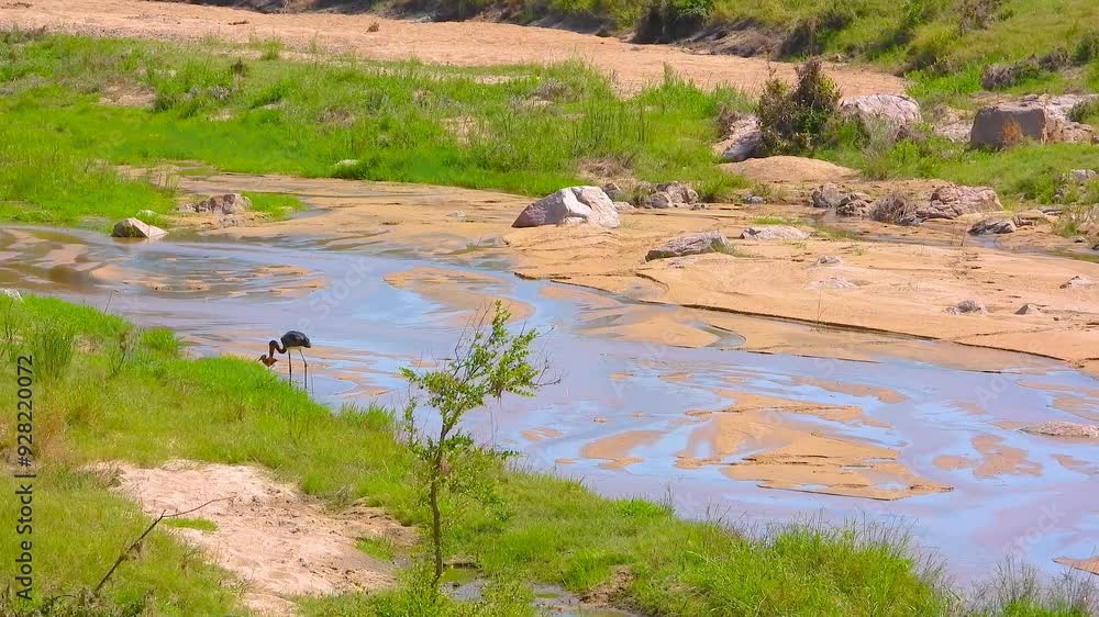 African Openbill stork bird, wildlife in natural habitat, safari nature African Openbill stork bird, wildlife in natural habitat, safari nature