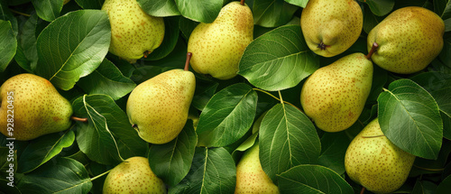 Fototapeta Naklejka Na Ścianę i Meble -  View of a bunch of fresh ripe Pear fruits with neatly arranged from above on a wide flat textured background 
