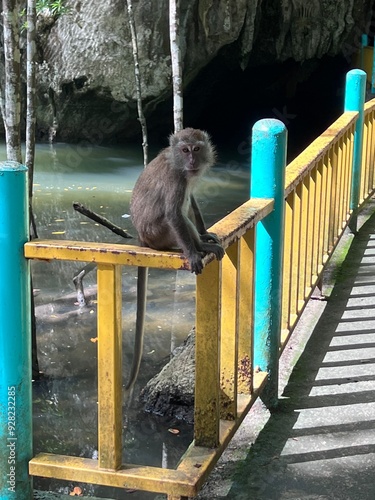 Kilim Geoforest Park Mangrove Tour Langkawi Malaysia photo