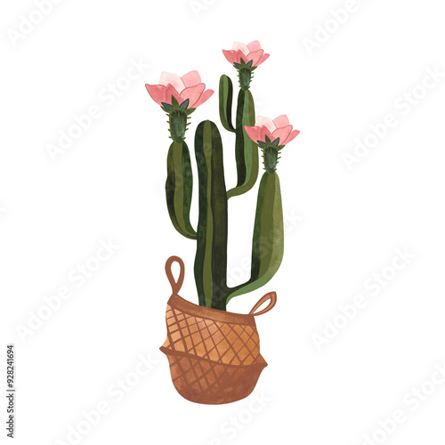 Cactus in a wicker basket. Plants for the home. Floriculture. Interior decoration. Isolated watercolor illustration on white background. Clipart. photo