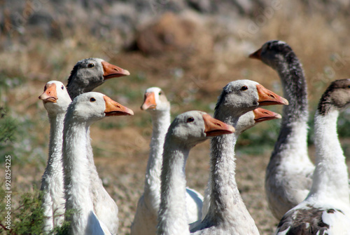 A group of geese raised in a village of Kırşehir photo