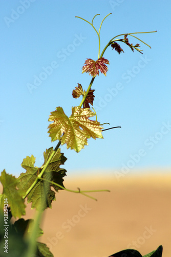 Leaves of the vineyard on the vines in a garden in Kırşehir photo