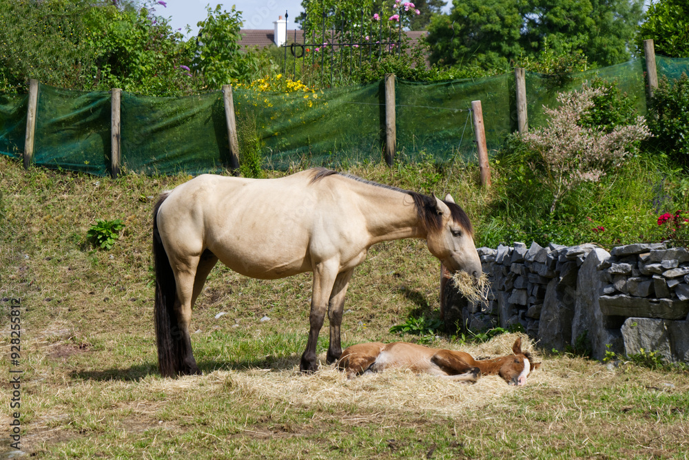 Ireland - Horses by Aughnanure Castle