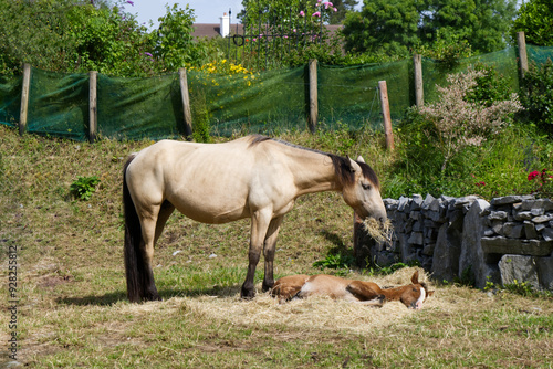 Obraz na płótnie Ireland - Horses by Aughnanure Castle w salonie