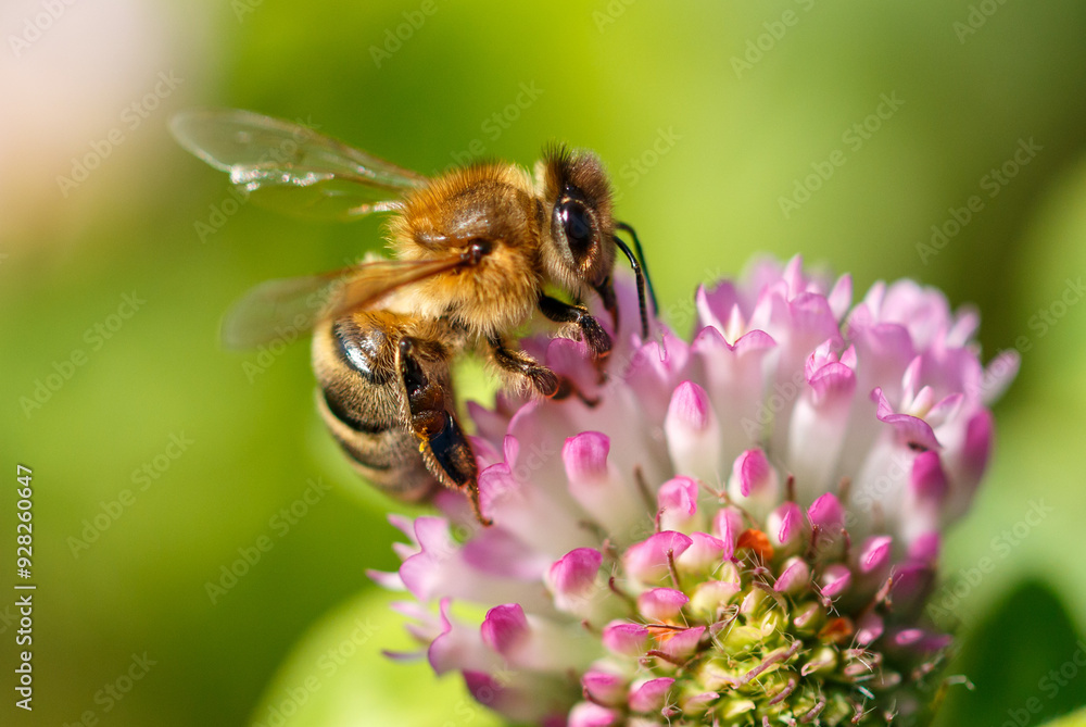 Bee on a pink clover flower. Macro Bee on a pink clover flower. Macro