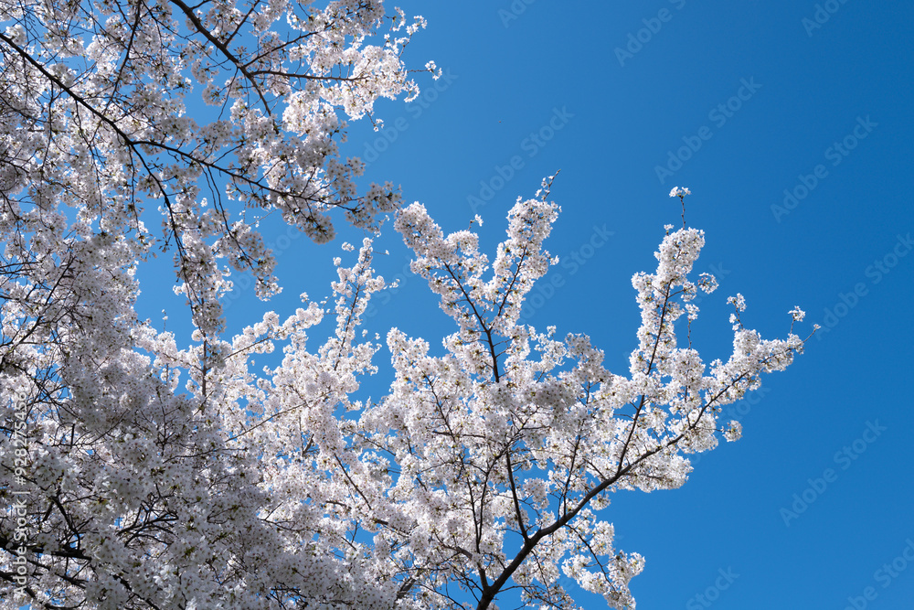 Beautiful spring tree blossoms against a blue sky background. Plum tree flowers. Spring Design. Blooming apple branch at spring garden. Easter banner. Spring flowers reason of allergy. Beautiful spring tree blossoms against a blue sky background. Plum tree flowers. Spring Design. Blooming apple branch at spring garden. Easter banner. Spring flowers reason of allergy.