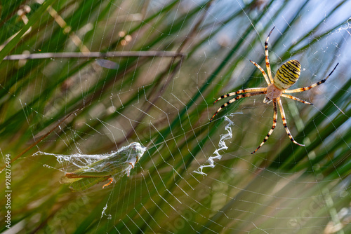 Argiope bruennichi. Tiger spider with a trapped grasshopper. Villardeciervos, Zamora. photo