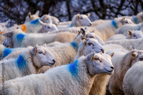 flock of sheep, Skinidin, Loch Erghallan, Isle of Skye, Highlands, Scotland, UK photo