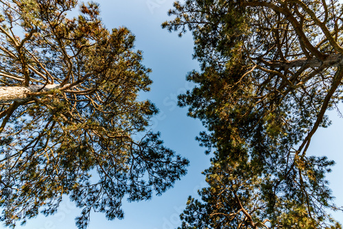 Tree from below