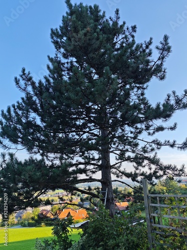 This tree shows us how proud Nature can be.