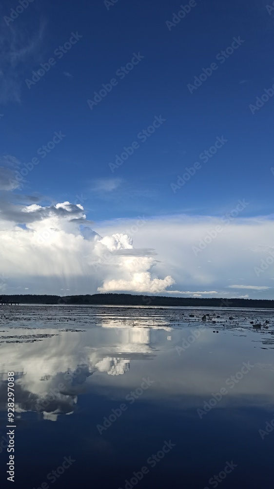 Fototapeta premium Lake shore overgrown with water lilies and reeds on a bright day