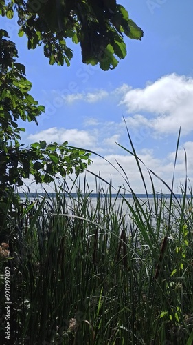 Lake shore overgrown with water lilies and reeds on a bright day